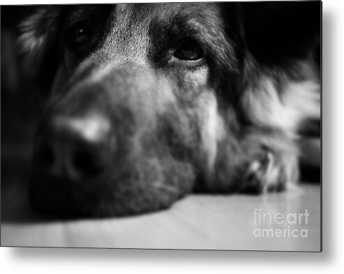 Tired Metal Print featuring the photograph Dog Eyes Always Watching by Frank J Casella