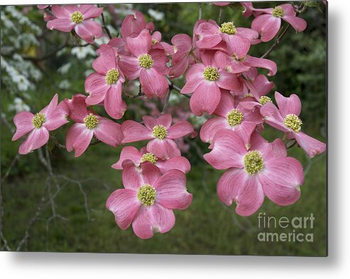Scenic Metal Print featuring the photograph Dogwood blossoms by Richard Verkuyl