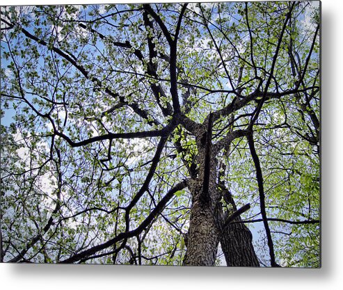 Dogwood Metal Print featuring the photograph Dogwood Canopy by Cricket Hackmann