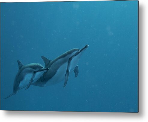 Big Island Metal Print featuring the photograph Dolphins in open water by Art Atkins