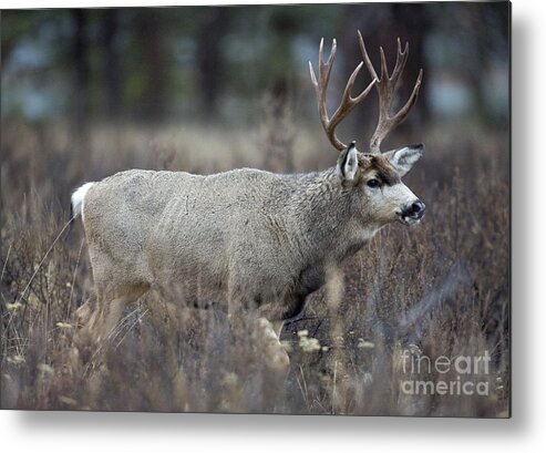 Deer Metal Print featuring the photograph Dominant by Douglas Kikendall