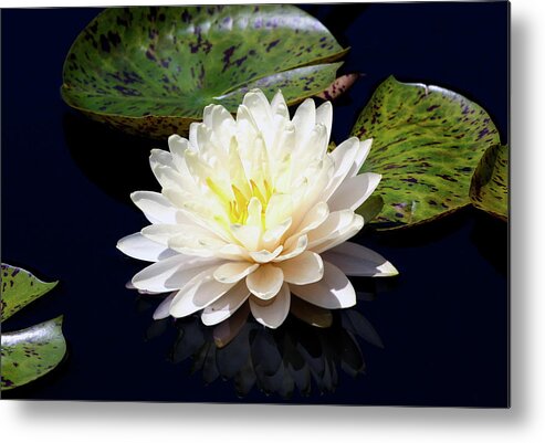Dotty Metal Print featuring the photograph Dotty White Lotus and Lily Pads 0030 DLW_H_2 by Steven Ward