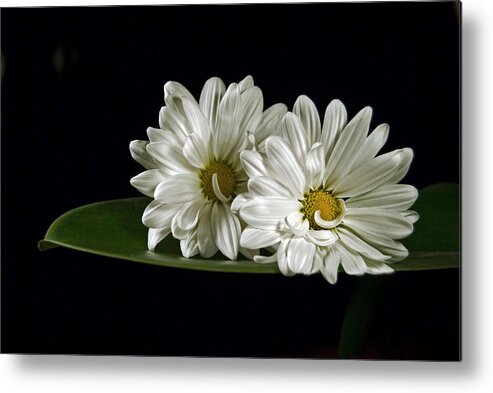 Daisy Metal Print featuring the photograph Double Delight by Elsa Santoro