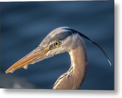 Great Blue Heron Metal Print featuring the photograph Down in the Mouth by Carl Olsen
