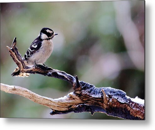 Downy Woodpecker Metal Print featuring the photograph Downy Woodpecker With Snow by Daniel Reed