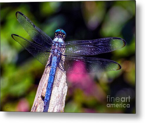 Nature Metal Print featuring the photograph Dragonfly by DB Hayes
