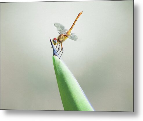 Dragonfly On Cactus Metal Print featuring the photograph Dragonfly on Cactus by Steven Michael