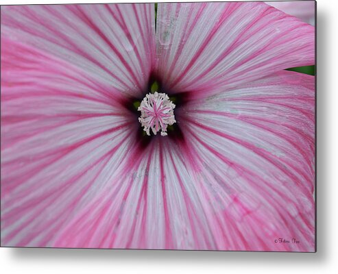 Nature Metal Print featuring the photograph Drops on pink by Felicia Tica