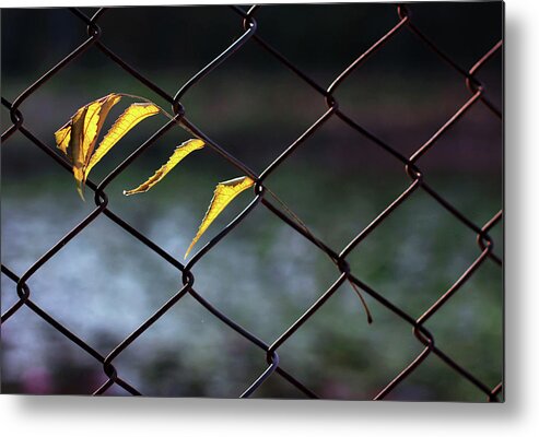 Dry Leaves Metal Print featuring the photograph Dry Yellow Leaves Hanging on Metal Fence by Prakash Ghai