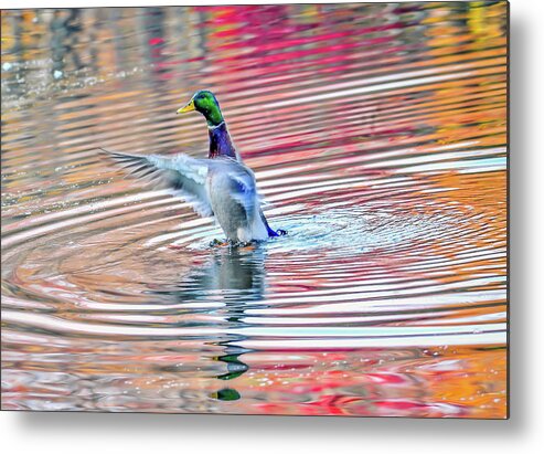 Anas Metal Print featuring the photograph Duck on an Autumn pond in the Chesapeake Bay Maryland by Patrick Wolf