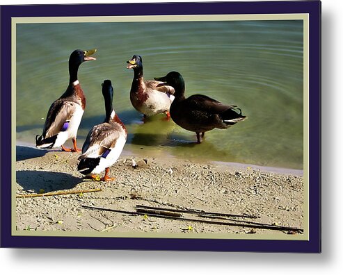 Ducks Metal Print featuring the photograph Ducks Conferencing by Francesco Roncone