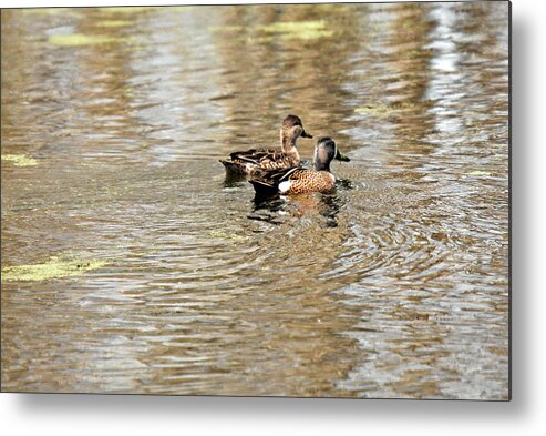 Duck Metal Print featuring the photograph Ducks Together by Teresa Blanton