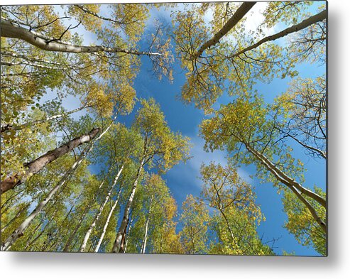 Autumn Metal Print featuring the photograph Early Autumn Aspen Canopy by Cascade Colors