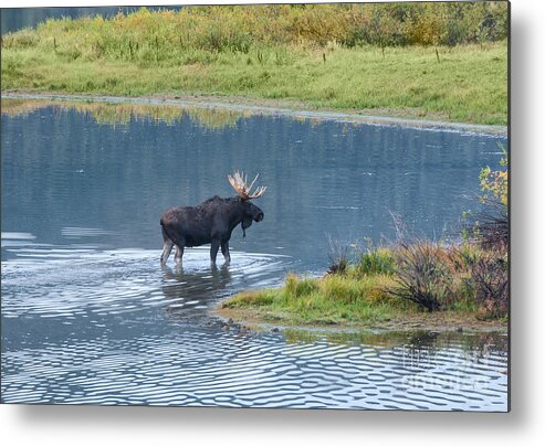 Grand Teton National Park Metal Print featuring the photograph Early Morning Crossing in Grand Teton by Sandra Bronstein