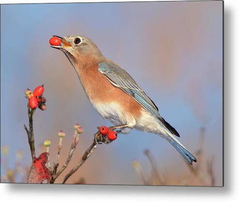 Bird Metal Print featuring the photograph Eastern Bluebird with Berry by Alan Lenk