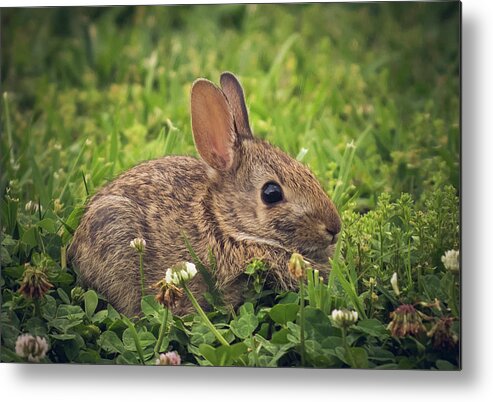Bunny Metal Print featuring the photograph Eastern Cottontail by Cynthia Wolfe