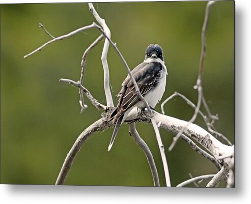 Birds Metal Print featuring the photograph Eastern Kingbird by Terry Dadswell