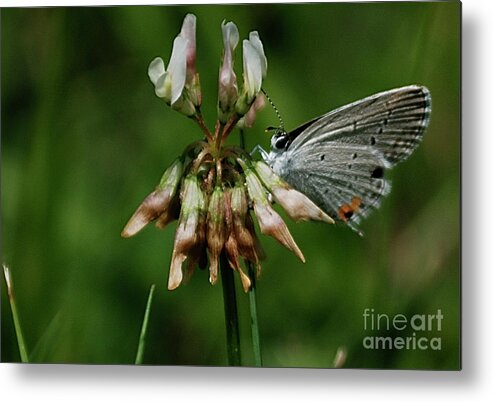 Butterflies Metal Print featuring the photograph Eastern Tailed-Blue by Randy Bodkins
