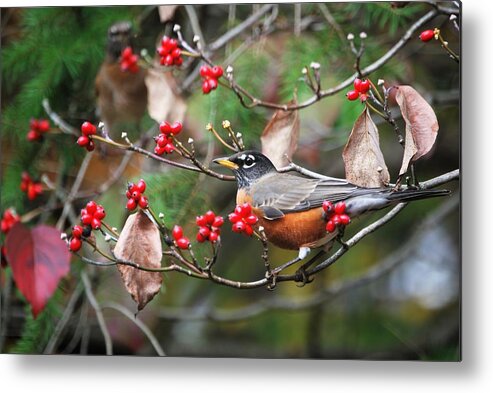 Robin Metal Print featuring the photograph Easy Pickings Robin by Sonja Jones