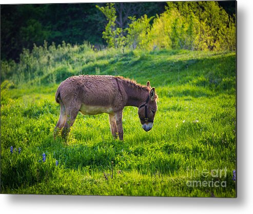 America Metal Print featuring the photograph Eeyore's Gloomy Place by Inge Johnsson