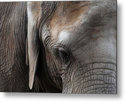Elephant Metal Print featuring the photograph Elephant Eye by Lorraine Devon Wilke