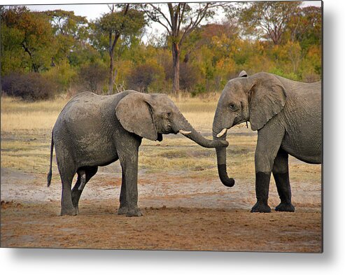 Elephant Metal Print featuring the photograph Elephant Greeting by Ted Keller