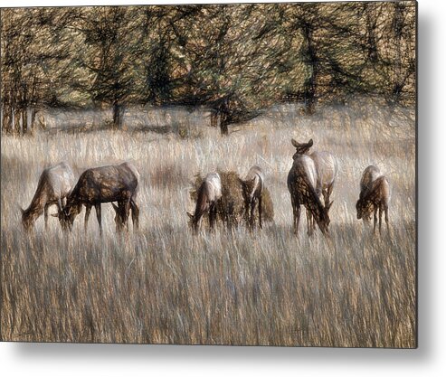 Elk Metal Print featuring the photograph Elk Grazing by Jim Hill