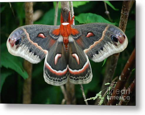 Cecropia Moth Metal Print featuring the photograph Emergence by Randy Bodkins