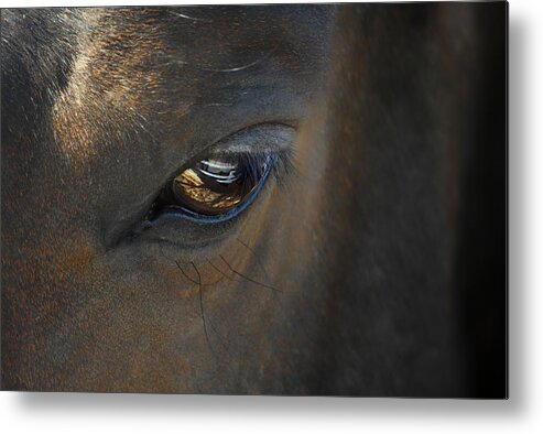Horse Metal Print featuring the photograph Eye On The Fence by Donna Blackhall
