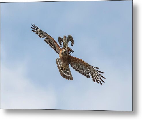 Falcon Metal Print featuring the photograph Falcon/Hawk Glide by Justin Battles