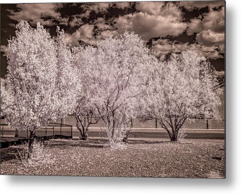 Landscape Metal Print featuring the photograph Fall Trees by Michael McKenney