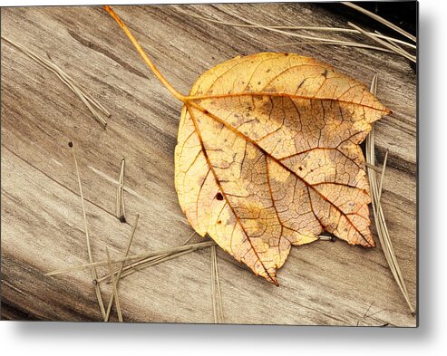 Autumn Metal Print featuring the photograph Fallen Leaf Autumn by Tony Ramos