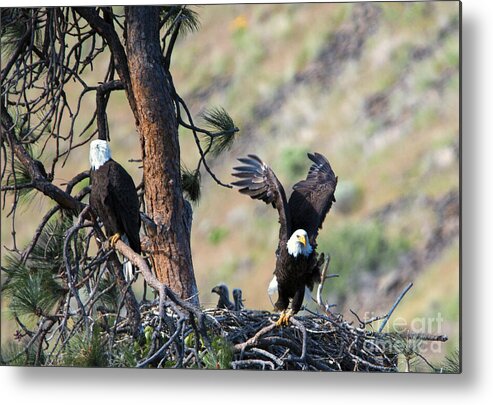 Eagles Metal Print featuring the photograph Family of Four by Michael Dawson