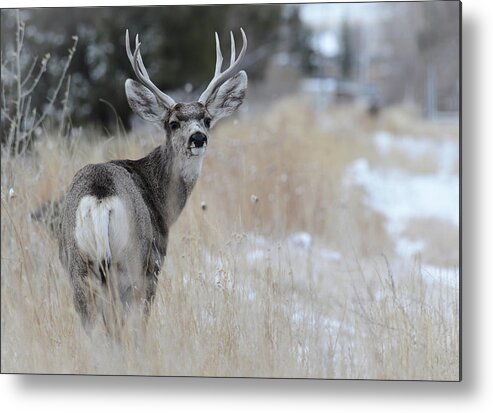 Images Of Rae Ann M. Garrett- #deer- Wyoming Wildlife- #buckdeer- Wintering Deer Metal Print featuring the photograph Father Deer by Rae Ann M Garrett