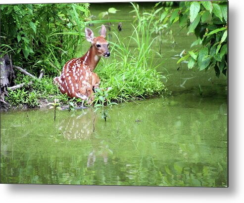 Photograph Metal Print featuring the photograph Fawn White Tailed Deer Wildlife by Linda Pearson