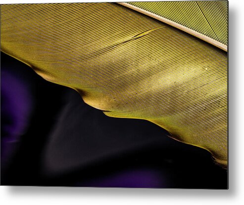 Jean Noren Metal Print featuring the photograph Feather Edge by Jean Noren