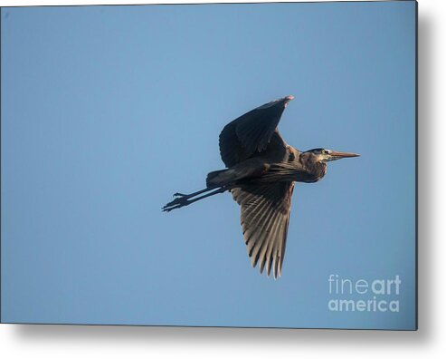 Blue Heron Metal Print featuring the photograph Feathering the nest by David Bearden