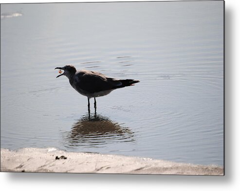 Beach Metal Print featuring the photograph Feeding Time by Eric Liller