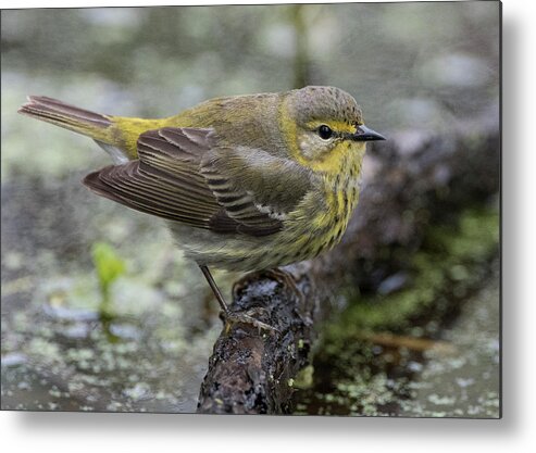 Warbler Metal Print featuring the photograph Female Cape May Warbler by Wade Aiken