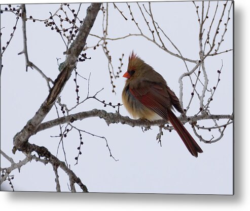 Northern Cardinal Metal Print featuring the photograph Female Northern Cardinal by Holden The Moment