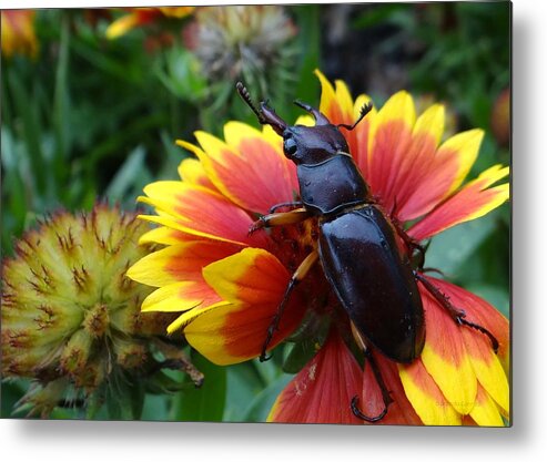 Female Stag Beetle Metal Print featuring the photograph Female Stag Beetle by Dark Whimsy