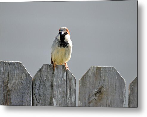 Bird Metal Print featuring the photograph Fence Sitting by Teresa Blanton