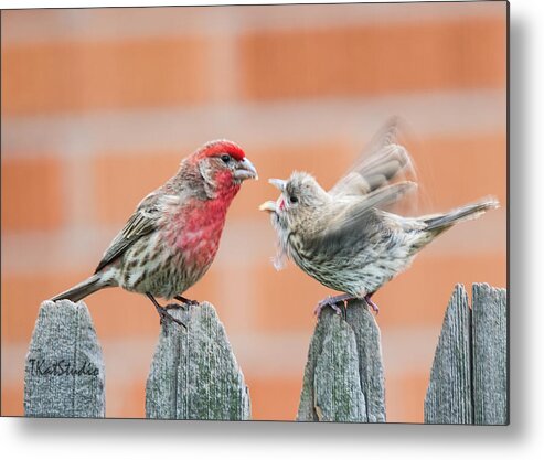 Backyard Birds Metal Print featuring the photograph Feuding Finches by Tim Kathka