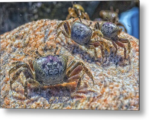 Fiddler Crab Metal Print featuring the photograph Fiddler Crabs by Constantine Gregory