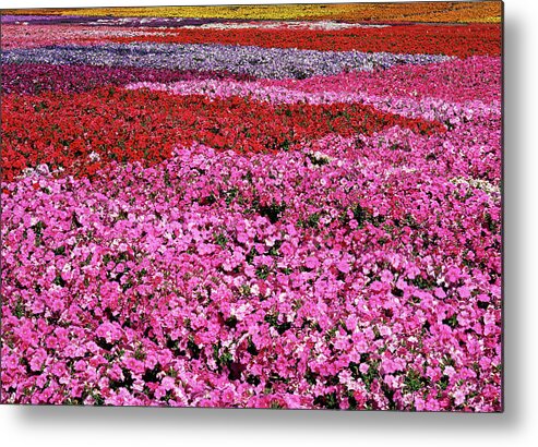 Petunia Metal Print featuring the photograph Field of Petunia Flowers Gilroy California by Kathy Anselmo