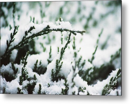 Landscape Snow Evergreen Bush Winter Metal Print featuring the photograph First Snow by Helena M Langley