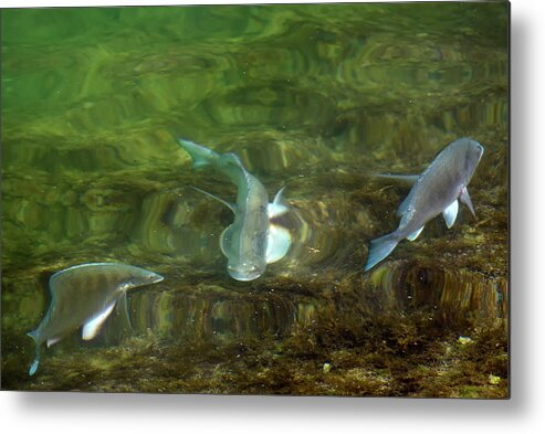 Fish Metal Print featuring the photograph Fish refractions by Paul Cowan