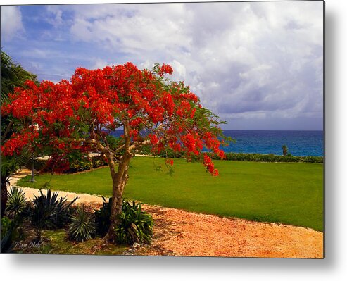 Flamboyant Tree Metal Print featuring the photograph Flamboyant Tree in Grand Cayman by Marie Hicks