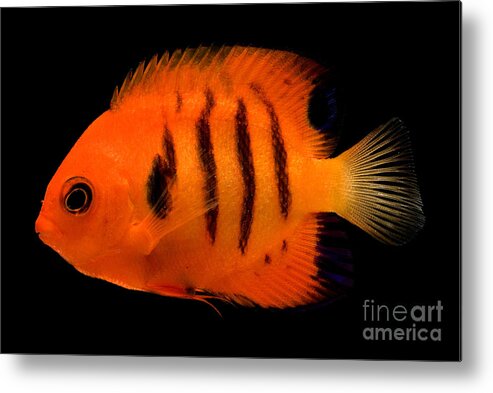 Flame Angel Metal Print featuring the photograph Flame Angelfish by Dante Fenolio