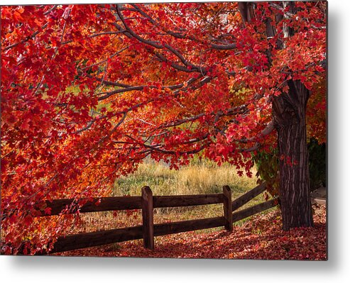 Autumn Metal Print featuring the photograph Flames on the Fence by Darren White